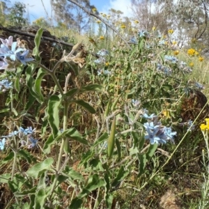 Oxypetalum coeruleum at Deakin, ACT - 18 Dec 2016