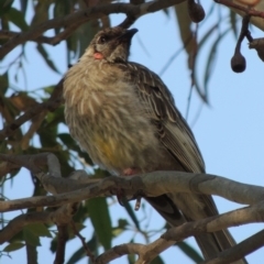 Anthochaera carunculata (Red Wattlebird) at Greenway, ACT - 20 Dec 2016 by michaelb