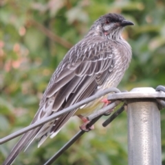 Anthochaera carunculata (Red Wattlebird) at Pollinator-friendly garden Conder - 4 Nov 2016 by michaelb