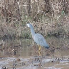 Egretta novaehollandiae (White-faced Heron) at Tharwa, ACT - 3 Jul 2014 by michaelb