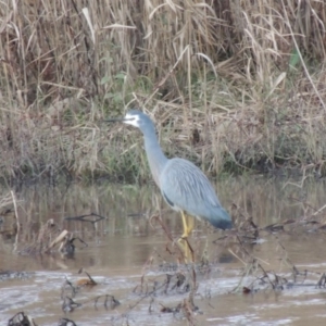 Egretta novaehollandiae at Tharwa, ACT - 3 Jul 2014