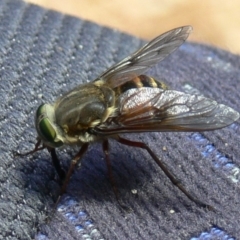 Scaptia sp. (genus) (March fly) at Namadgi National Park - 8 Jan 2010 by HarveyPerkins