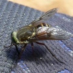 Scaptia sp. (genus) (March fly) at Cotter River, ACT - 8 Jan 2010 by HarveyPerkins