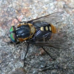 Scaptia patula (March fly) at Kambah, ACT - 27 Jan 2010 by HarveyPerkins