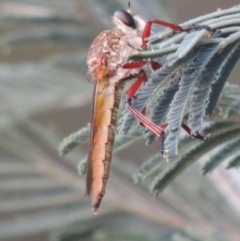 Asilinae sp. (subfamily) (Unidentified asiline Robberfly) at Pine Island to Point Hut - 21 Dec 2016 by MichaelBedingfield