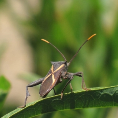 Mictis profana (Crusader Bug) at Red Hill Nature Reserve - 22 Jan 2017 by Ratcliffe