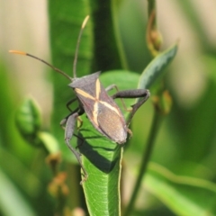 Mictis profana at Red Hill, ACT - 22 Jan 2017