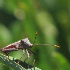 Mictis profana at Red Hill, ACT - 22 Jan 2017 12:39 PM