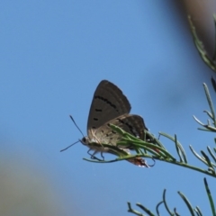 Jalmenus ictinus (Stencilled Hairstreak) at Red Hill, ACT - 21 Jan 2017 by Ratcliffe