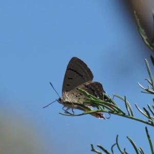 Jalmenus ictinus at Red Hill, ACT - 22 Jan 2017