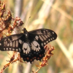 Papilio anactus (Dainty Swallowtail) at Red Hill Nature Reserve - 22 Jan 2017 by Ratcliffe