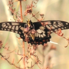 Papilio anactus at Red Hill, ACT - 22 Jan 2017