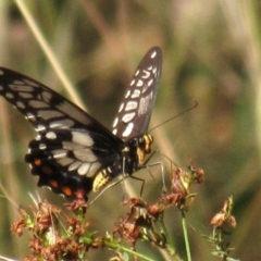Papilio anactus at Red Hill, ACT - 22 Jan 2017