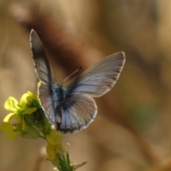 Zizina otis (Common Grass-Blue) at Red Hill, ACT - 22 Jan 2017 by Ratcliffe