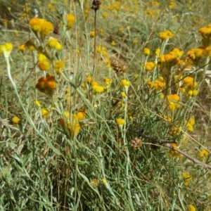 Chrysocephalum apiculatum at O'Malley, ACT - 29 Jan 2017 10:50 AM