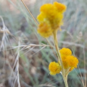 Chrysocephalum apiculatum at O'Malley, ACT - 29 Jan 2017