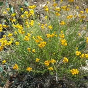 Chrysocephalum semipapposum at O'Malley, ACT - 29 Jan 2017 10:46 AM