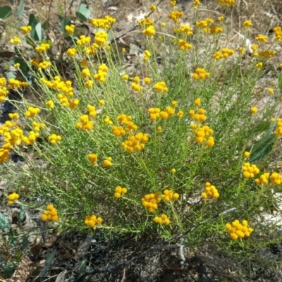 Chrysocephalum semipapposum (Clustered Everlasting) at O'Malley, ACT - 28 Jan 2017 by Mike