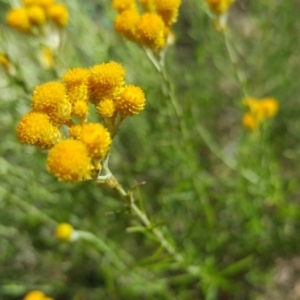 Chrysocephalum semipapposum at O'Malley, ACT - 29 Jan 2017 10:46 AM