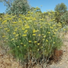 Foeniculum vulgare (Fennel) at Symonston, ACT - 29 Jan 2017 by Mike