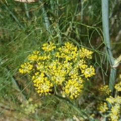 Foeniculum vulgare at Symonston, ACT - 29 Jan 2017