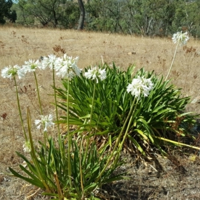 Agapanthus praecox subsp. orientalis (Agapanthus) at Jerrabomberra, ACT - 29 Jan 2017 by Mike