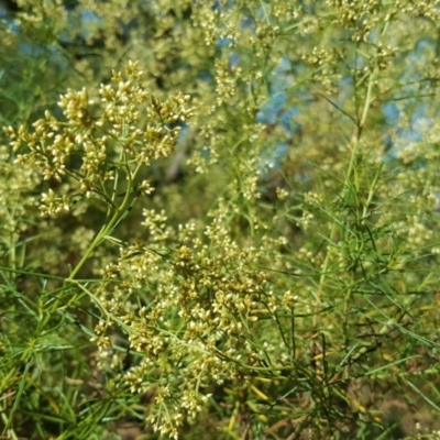 Cassinia quinquefaria (Rosemary Cassinia) at Symonston, ACT - 28 Jan 2017 by Mike