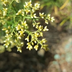 Cassinia quinquefaria at Symonston, ACT - 29 Jan 2017 09:38 AM