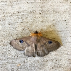 Dasypodia selenophora (Southern old lady moth) at Watson, ACT - 29 Jan 2017 by salthorse