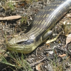 Tiliqua scincoides scincoides (Eastern Blue-tongue) at Greenway, ACT - 29 Jan 2017 by MatthewFrawley