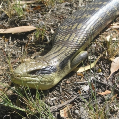 Tiliqua scincoides scincoides (Eastern Blue-tongue) at Greenway, ACT - 29 Jan 2017 by MatthewFrawley
