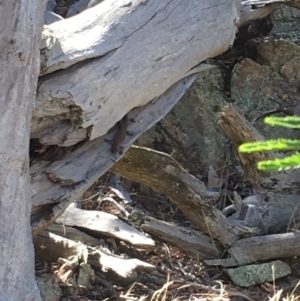 Egernia cunninghami at Sutton, ACT - 29 Jan 2017 02:45 PM