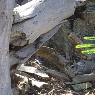 Egernia cunninghami (Cunningham's Skink) at Sutton, ACT - 29 Jan 2017 by RyanW