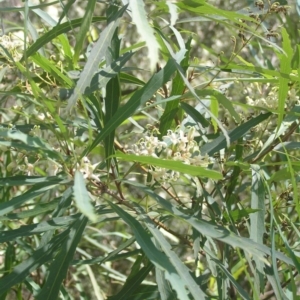 Lomatia myricoides at Paddys River, ACT - 28 Jan 2017 02:31 PM