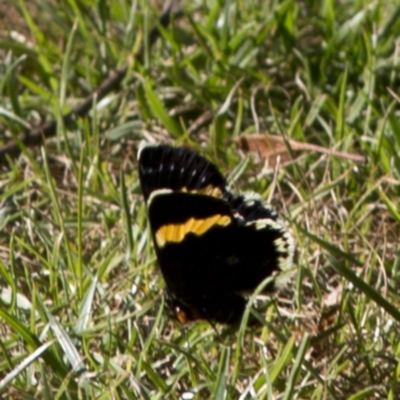 Eutrichopidia latinus (Yellow-banded Day-moth) at ANBG - 28 Jan 2017 by JudithRoach