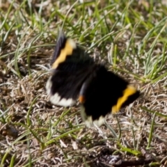 Eutrichopidia latinus at Acton, ACT - 29 Jan 2017