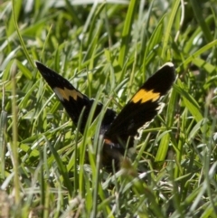 Eutrichopidia latinus at Acton, ACT - 29 Jan 2017