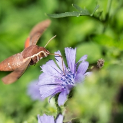 Hippotion scrofa (Coprosma Hawk Moth) at Murrumbateman, NSW - 29 Jan 2017 by SallyandPeter