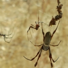 Trichonephila edulis (Golden orb weaver) at Isaacs Ridge and Nearby - 27 Jan 2017 by Mike