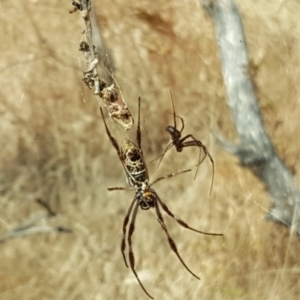 Trichonephila edulis at Jerrabomberra, ACT - 28 Jan 2017 10:47 AM