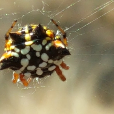 Austracantha minax (Christmas Spider, Jewel Spider) at Isaacs Ridge and Nearby - 27 Jan 2017 by Mike