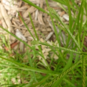 Eleusine indica at Canberra, ACT - 23 Jan 2017 10:48 AM