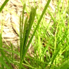 Eleusine indica at Canberra, ACT - 23 Jan 2017