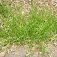 Eleusine indica at Canberra, ACT - 23 Jan 2017