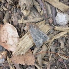 Agrotis infusa (Bogong Moth, Common Cutworm) at Canberra, ACT - 22 Jan 2017 by JanetRussell