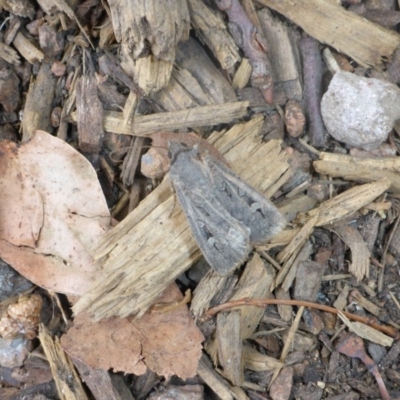 Agrotis infusa (Bogong Moth, Common Cutworm) at Mount Ainslie to Black Mountain - 22 Jan 2017 by JanetRussell