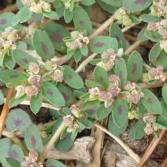 Euphorbia maculata (Eyebane) at Commonwealth & Kings Parks - 22 Jan 2017 by JanetRussell