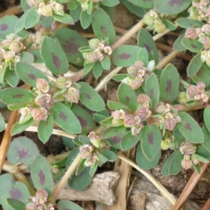 Euphorbia maculata at Canberra, ACT - 23 Jan 2017