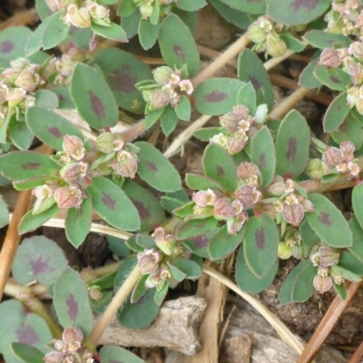 Euphorbia maculata (Eyebane) at Mount Ainslie to Black Mountain - 22 Jan 2017 by JanetRussell