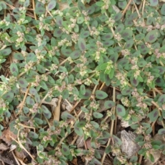 Euphorbia maculata at Canberra, ACT - 23 Jan 2017 10:40 AM